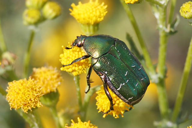 Insecten (Insecta)